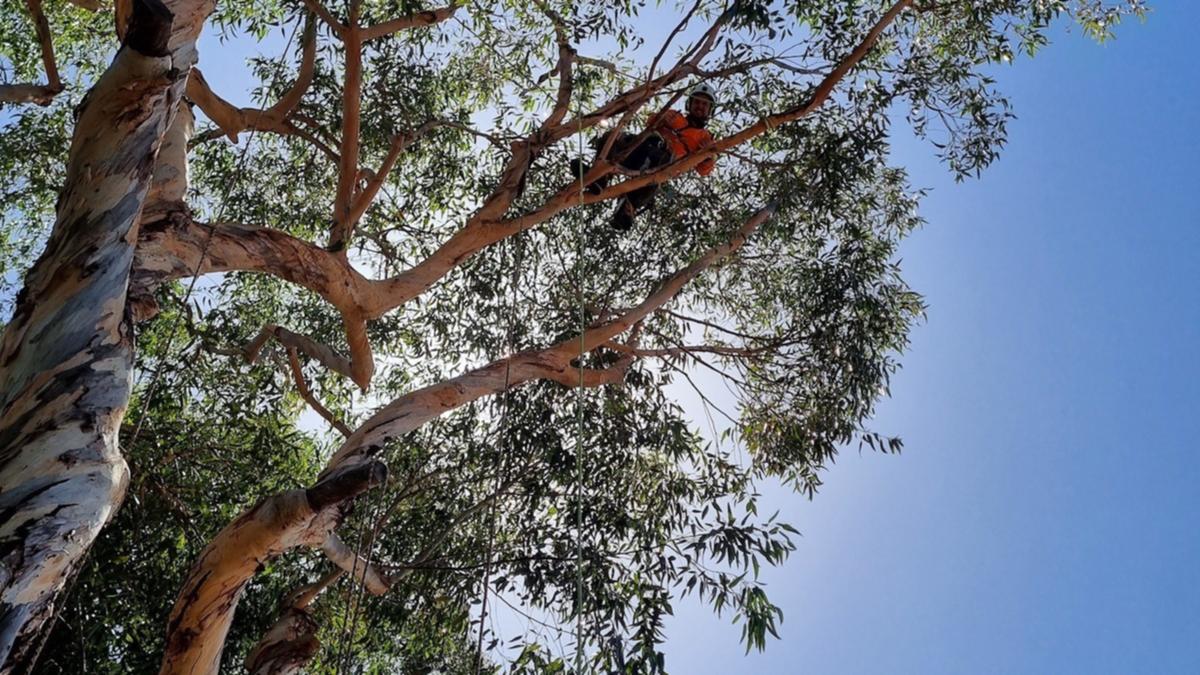 Sabrina Hahn: What is the difference between arborist and tree lopper and how to preserve mature trees