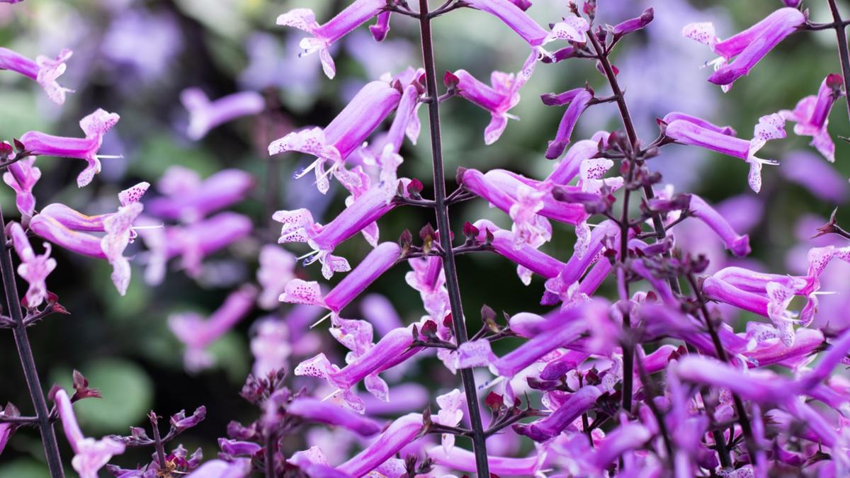 Sabrina Hahn: How to grow plectranthus and the best new varieties to plant in your garden