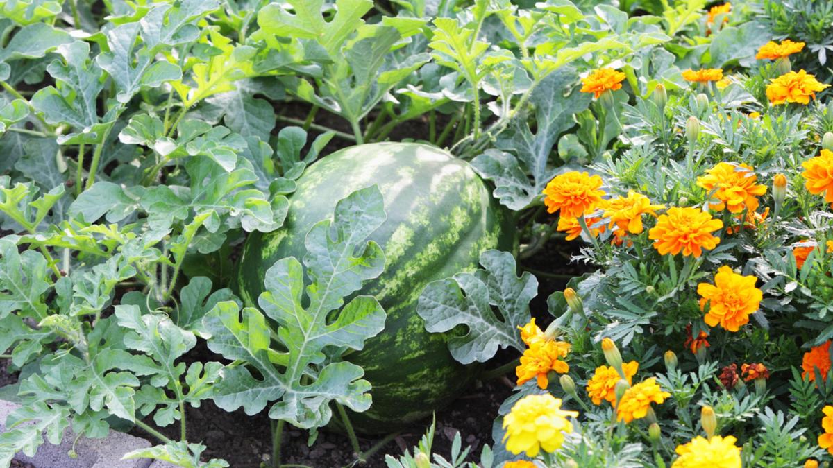 Sabrina Hahn’s spring gardening guide: The best veggies, fruits, trees and natives to plant this spring