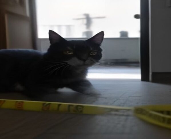 Arizona Authorities Issue Urgent Warning Over Dangerous Viral 'Cat in the Hat' Trend - Report Photo