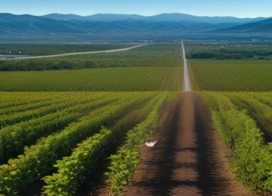 Verde Valley Harvest Weekend: Your Guide to Arizona Wine Country's Top Fall Event - Report Photo