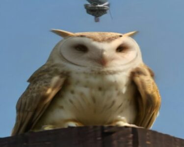 Manhattan Water Tower Owl Nest Removal Triggers Outrage Across NY - Report Photo