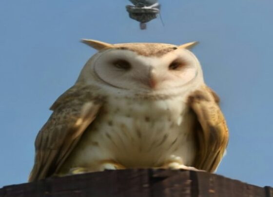 Manhattan Water Tower Owl Nest Removal Triggers Outrage Across NY - Report Photo